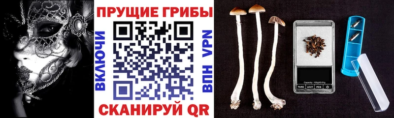 Псилоцибиновые грибы Cubensis  OMG ONION  Онега  хочу наркоту 